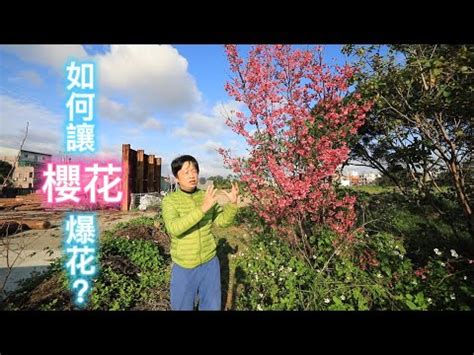 小櫻花樹|都市櫻花養不活？桃園場告訴你栽培管理要點